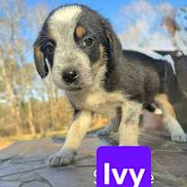Thumbnail photo of Ivy *adoption pending* #2