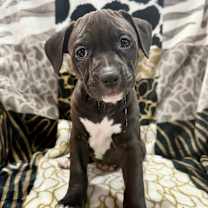 Thumbnail photo of Jelly Bean #1