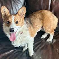 Thumbnail photo of Waddles #3