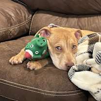 Thumbnail photo of Snips #3