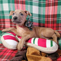 Thumbnail photo of Salsa (Princess Bubblegum) #1