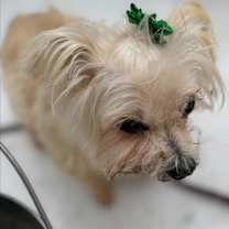 Thumbnail photo of HOLLIE #3