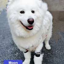 Thumbnail photo of Moon #1