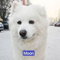 Thumbnail photo of Moon #2