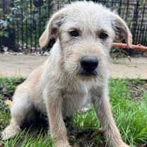 Thumbnail photo of Puddin #2