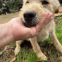 Thumbnail photo of Puddin #3