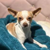 Thumbnail photo of Butterscotch #1