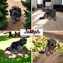 Thumbnail photo of Joseph #1