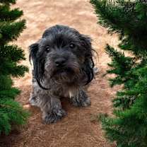 Thumbnail photo of Joseph #2