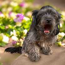 Thumbnail photo of Joseph #4