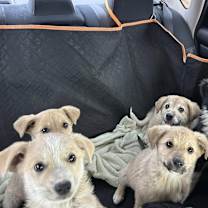 Thumbnail photo of Elmo #2