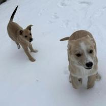 Thumbnail photo of Big Bird #4