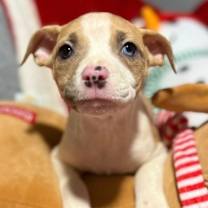 Thumbnail photo of Z puppies #2