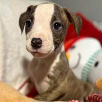 Thumbnail photo of Z puppies #4