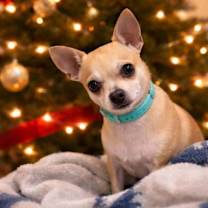 Thumbnail photo of Canary #1