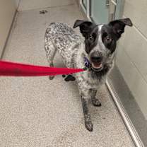 Thumbnail photo of Huey #2