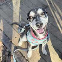 Thumbnail photo of Jolie - She is pure Joy! #4