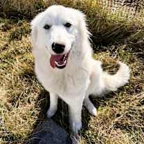 Thumbnail photo of Bella #1