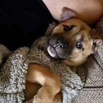 Thumbnail photo of Cashew #2