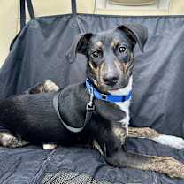 Thumbnail photo of Zuko #1