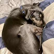 Thumbnail photo of Zuko #2