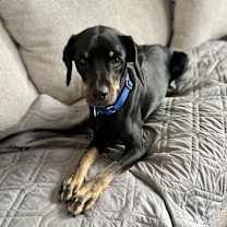 Thumbnail photo of Braxton #1