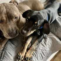 Thumbnail photo of Braxton #3