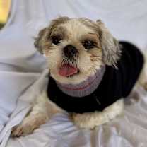 Thumbnail photo of Tommy #2