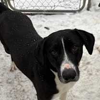 Thumbnail photo of Maddie #2