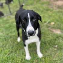 Thumbnail photo of Maddie #3