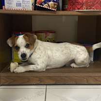 Thumbnail photo of Milo #3