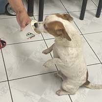 Thumbnail photo of Milo #4