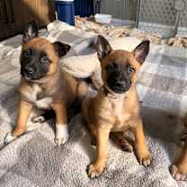 Thumbnail photo of 13 Colonies litter - Mary (light purple) #2