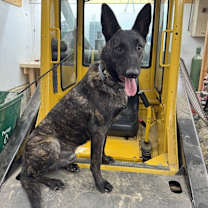 Thumbnail photo of Balto - Located in Ohio #2