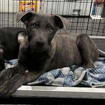 Thumbnail photo of Rugrats- Reptar located in NC #2