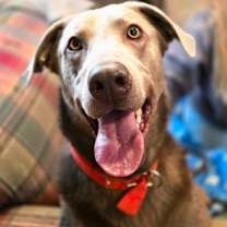 Thumbnail photo of Ollie #1