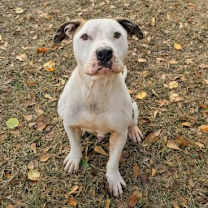 Thumbnail photo of Ollie #1