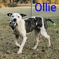 Thumbnail photo of Ollie #2