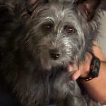 Thumbnail photo of Lilikoi #1