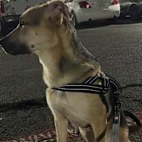 Thumbnail photo of Salvio #3