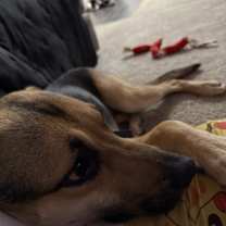 Thumbnail photo of Salvio #4