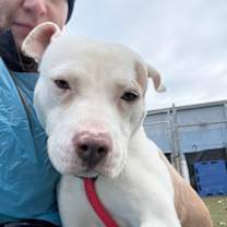 Thumbnail photo of Seashell #3