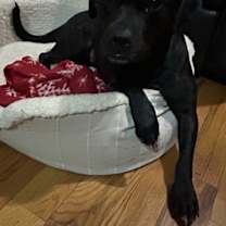 Thumbnail photo of Ebony #1