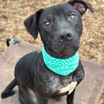 Thumbnail photo of Wren #1