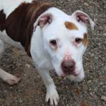 Thumbnail photo of Patchy #2