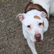 Thumbnail photo of Patchy #3