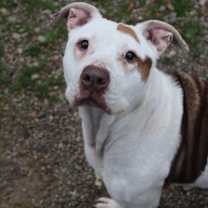 Thumbnail photo of Patchy #4