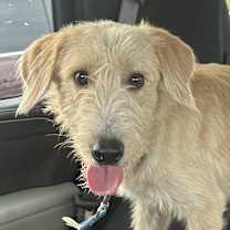 Thumbnail photo of Finn #1