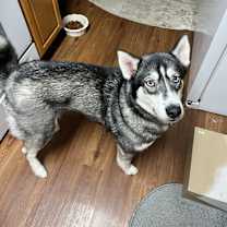 Thumbnail photo of Nala #1