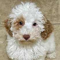 Thumbnail photo of BRET (ADORABLE !!) #2